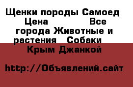 Щенки породы Самоед › Цена ­ 20 000 - Все города Животные и растения » Собаки   . Крым,Джанкой